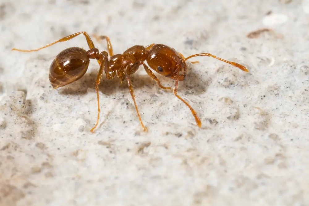 Closeup of a red imported fire ant