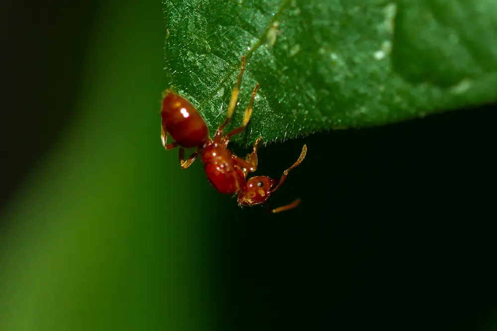 Closeup of a thief ant on a leaf