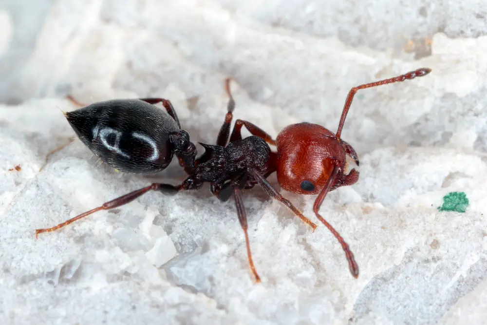 Closeup of a red and black acrobat ant