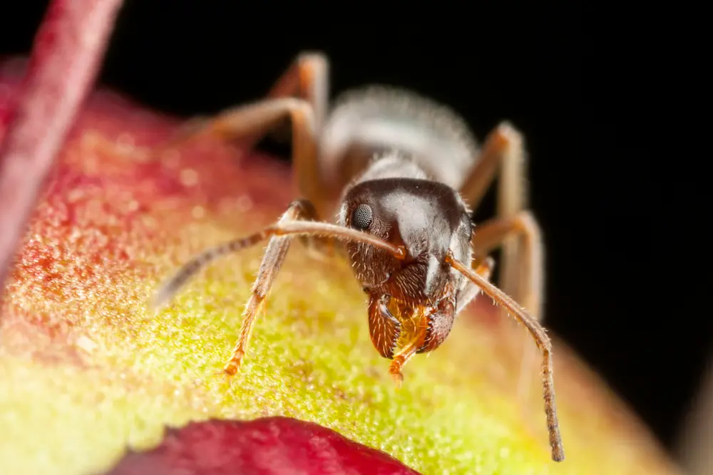 Macro closeup of the pharaoh ant