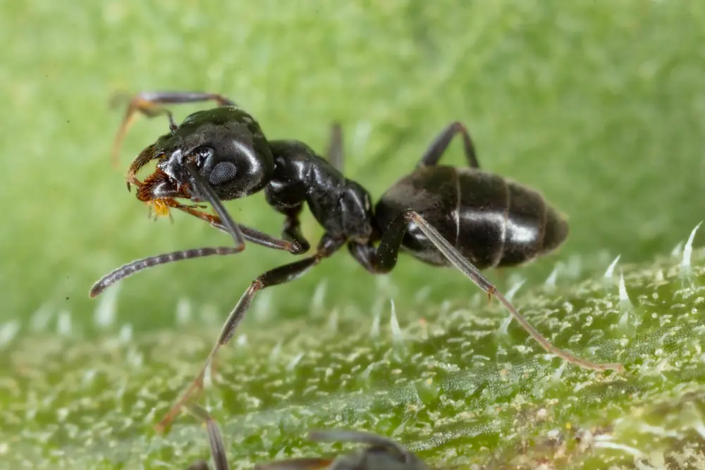 Closeup of an odorous house ant on a leaf