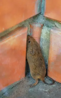 mouse outside south carolina home denied entry thanks to rodent exclusion measures
