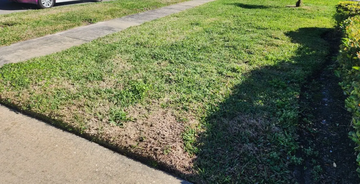 Residential yard prior to treatment by Rocket Pest Control