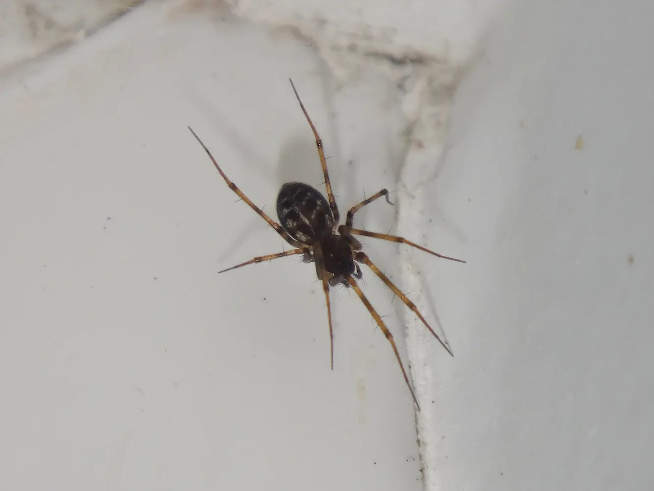 Weaver spider in a corner of a windowsill
