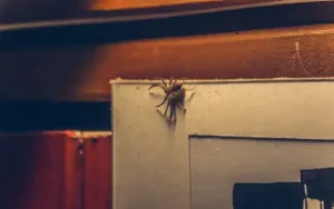 spider hunting for ants and flies to eat in South Carolina house