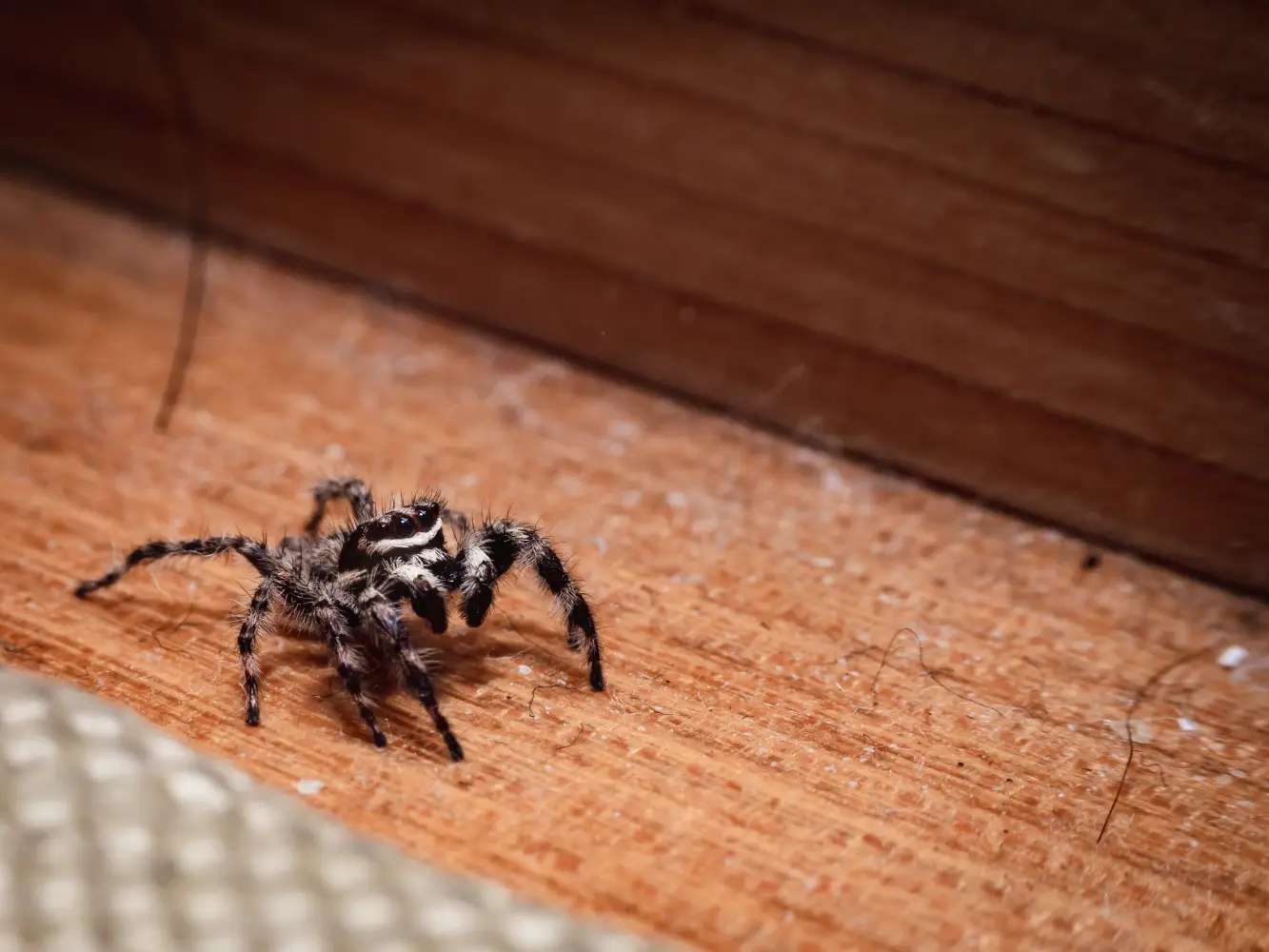 spider in house in georgia before arachnid control services