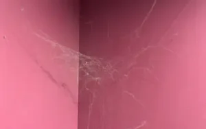spiderweb in corner in house with pink walls
