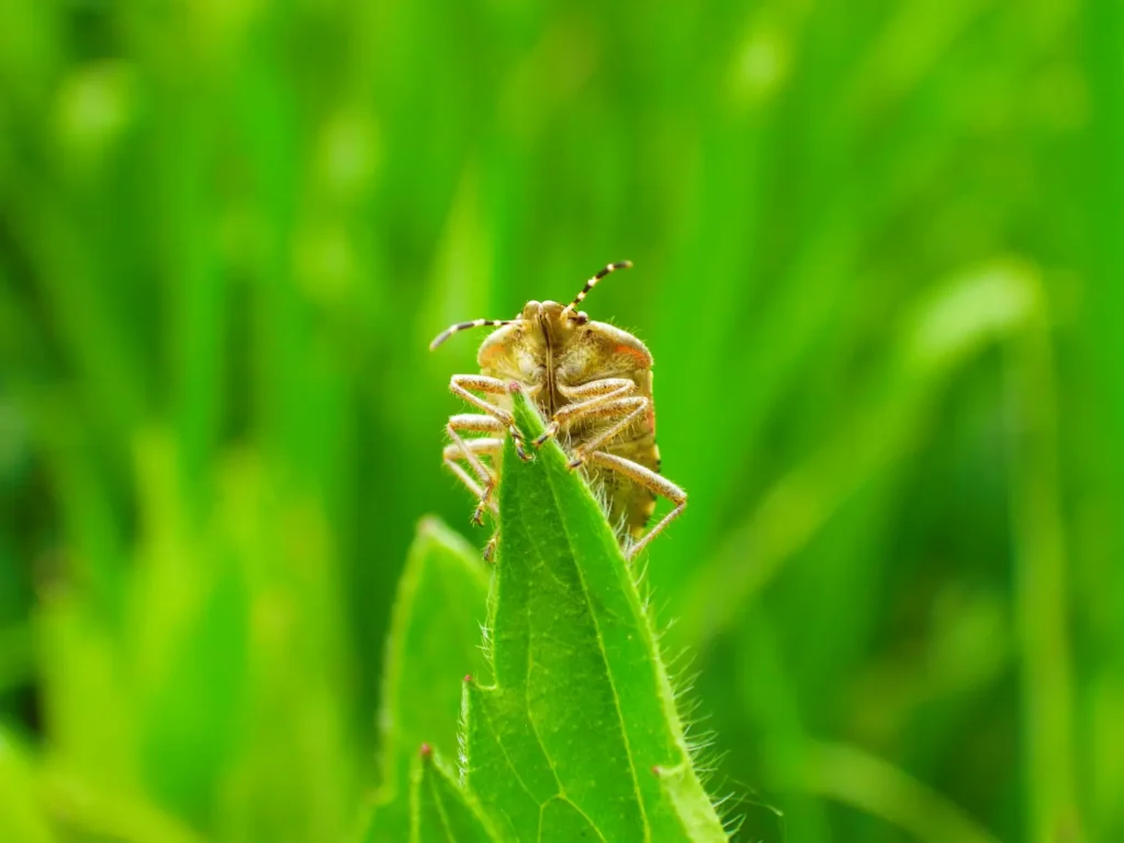 closeup of a chinch bug in a lawn