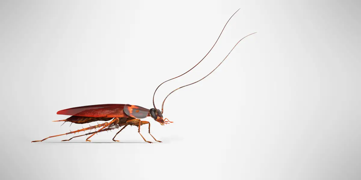 close up side view of an american cockroach with long antennae