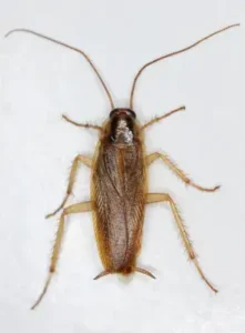 close up of a german cockroach in kitchen