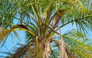 Queen palm tree with some brown fronds