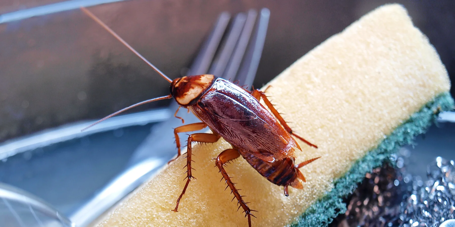 Closeup of a cockroach in a kitchen sink, ready for Rocket Pest's professional roach exterminators.