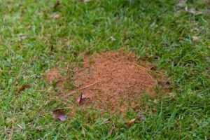 Fire ant mound in green grass