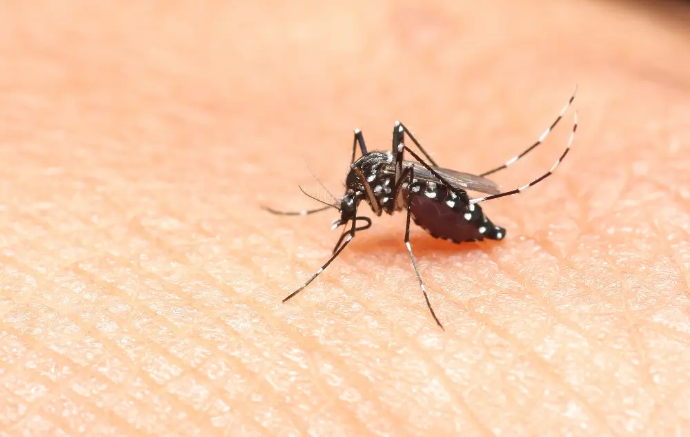 female mosquito inserts proboscis into human skin to extract blood meal