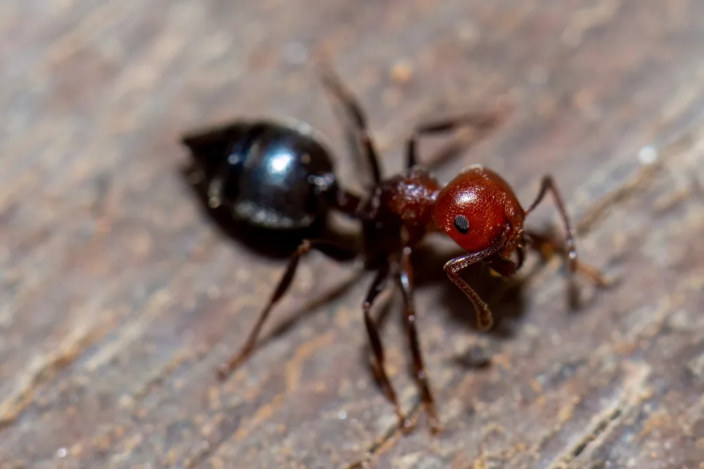 Macro view of an acrobat ant with a reddish-brown head and a shiny black, heart-shaped abdomen resting on rough wood.