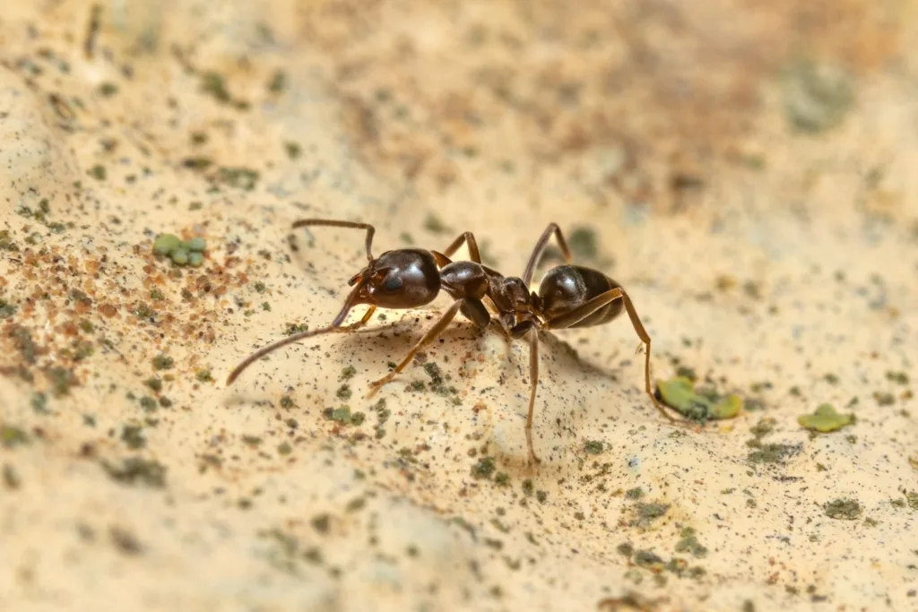 Close-up of a dark brown Argentine ant crawling across a textured, light beige, sandy surface.