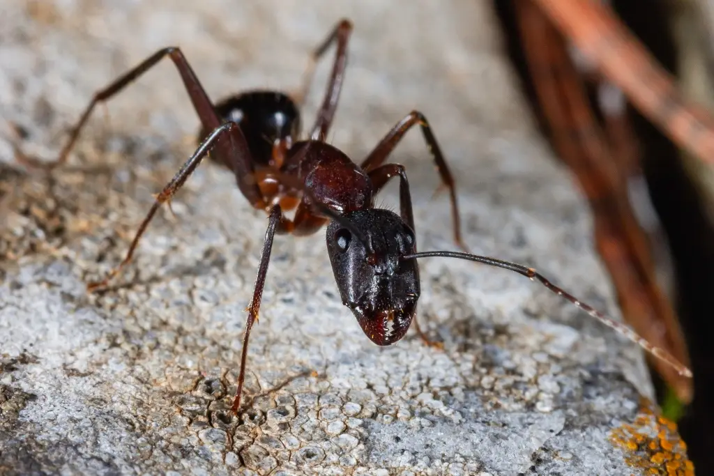 Macro shot of a large carpenter ant with a black head and dark reddish-brown body standing on a rough grey stone.