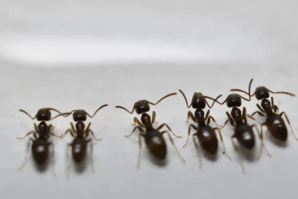 Line of five dark brown odorous house ants walking together across a smooth white surface.