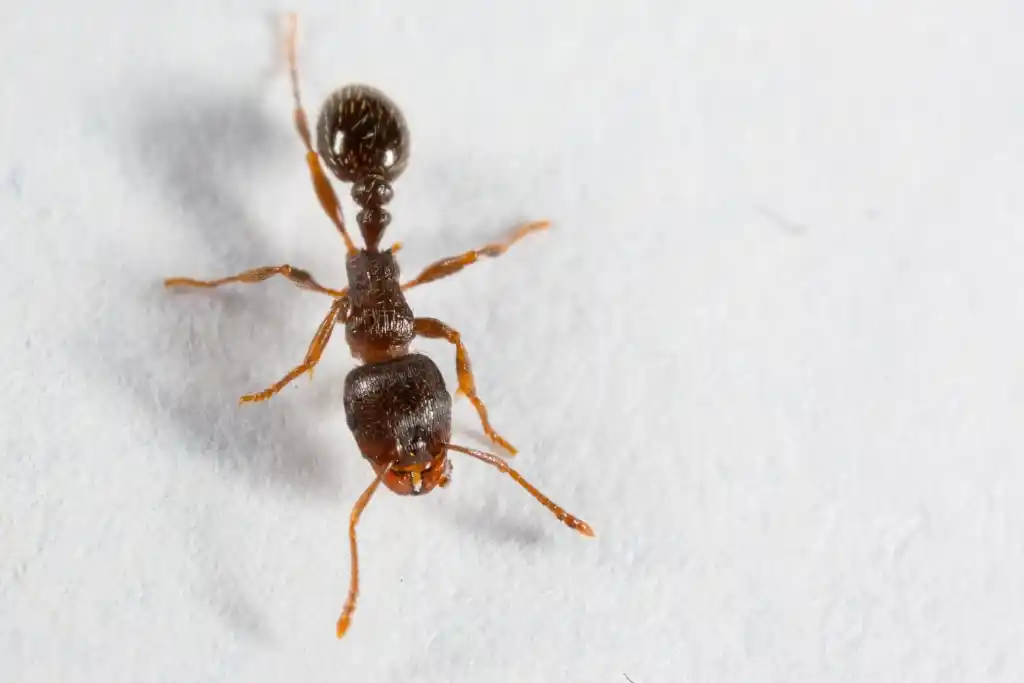 Top-down view of a dark brown pavement ant with visible head grooves, isolated on a white background.