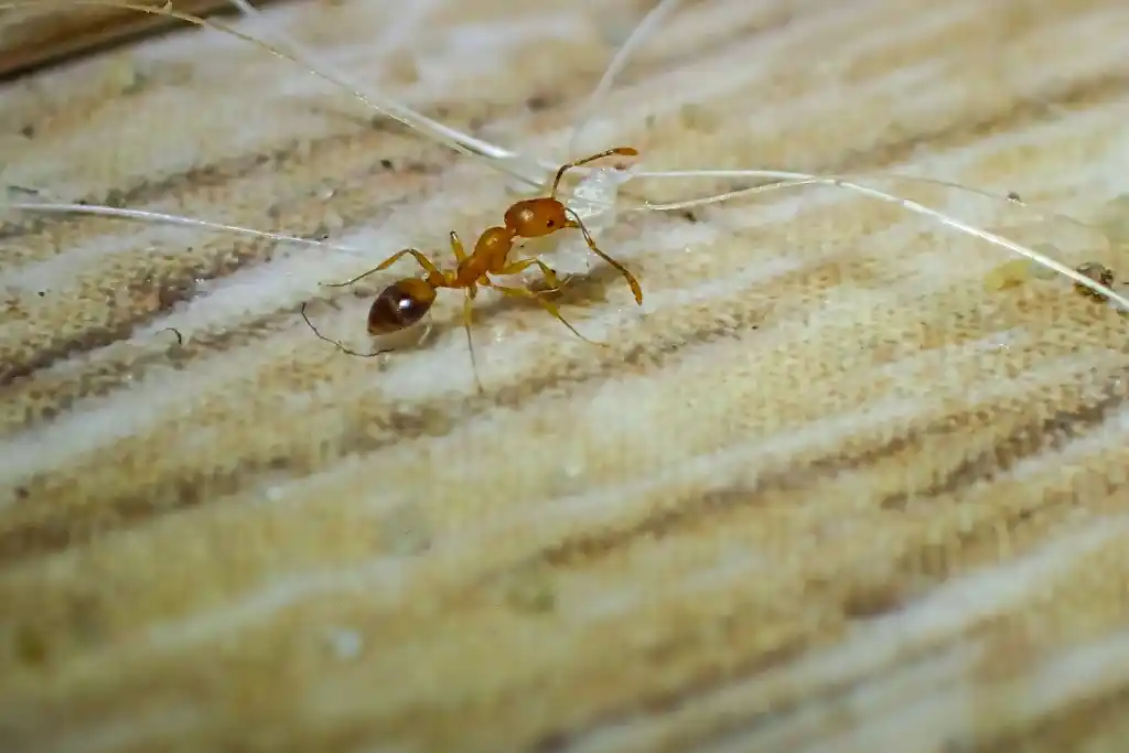 Small, pale-orange pharaoh ant carrying a piece of white material across a textured light wood surface.