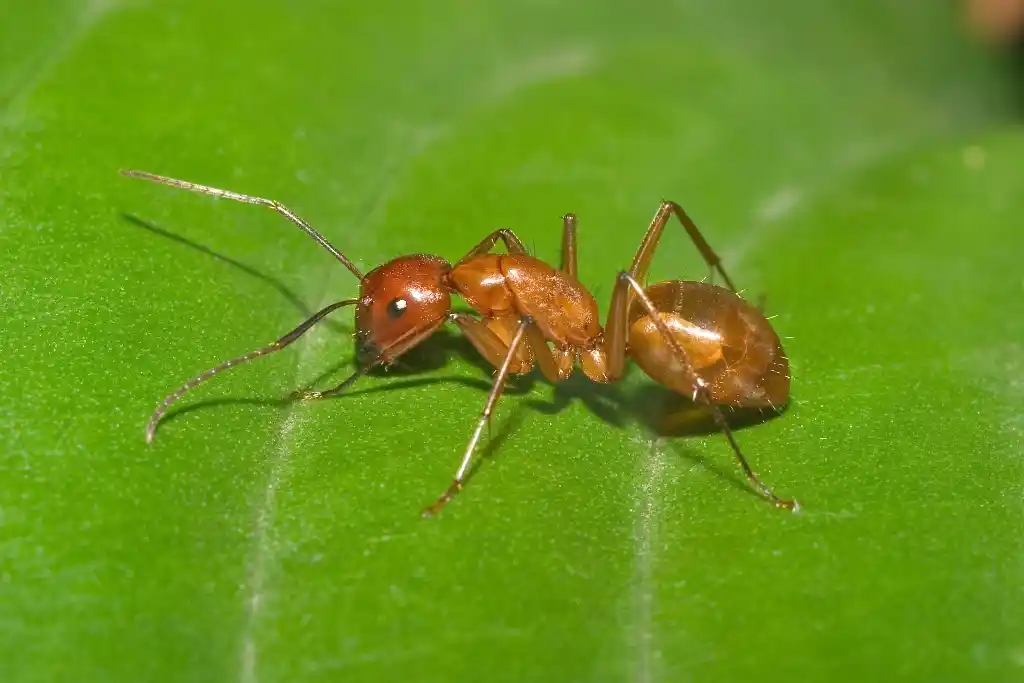 Detailed close-up of a light orange pyramid ant resting on a bright green leaf.