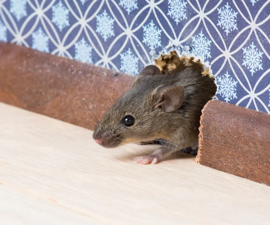 A mouse crawling out of a wall. Find out how to keep mice out of your house with this guide from Rocket Pest Control.