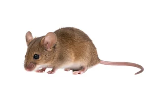 A side view of a house mouse against an all white background.