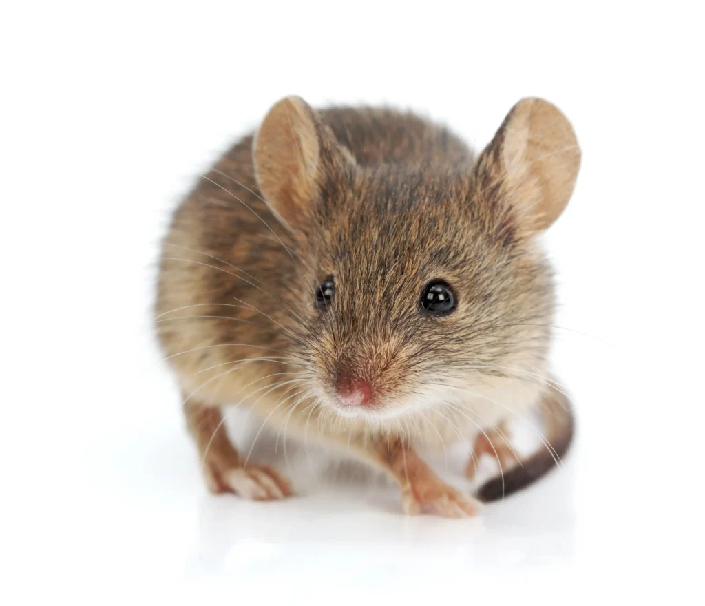 A house mouse viewed from the front against an all white background.